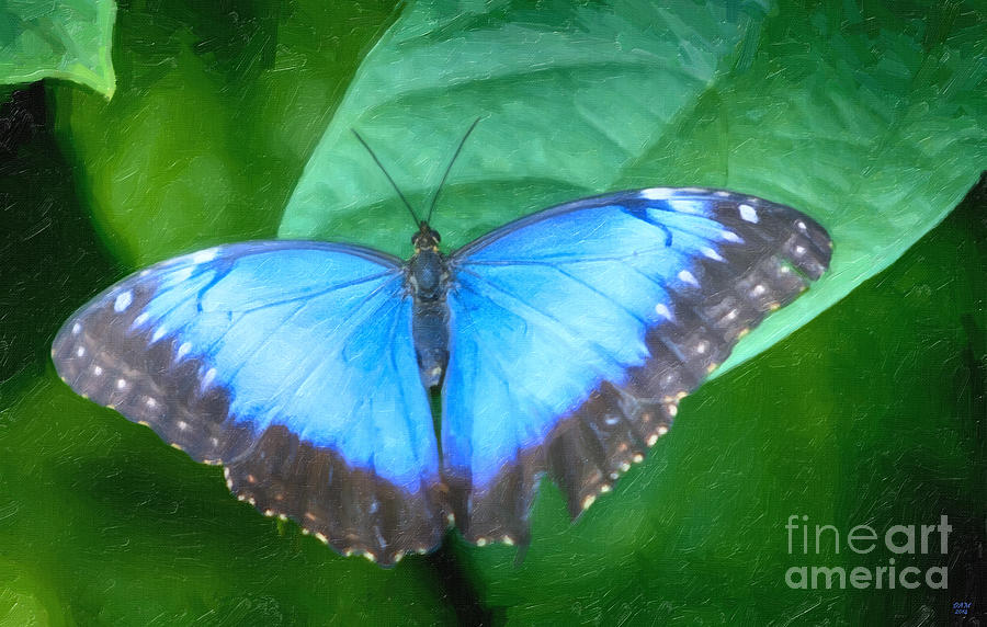 Morpho Blue Butterfly Digital Art by David Millenheft