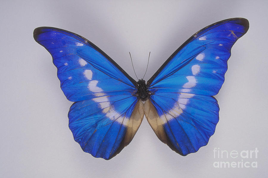 Morpho Butterfly Photograph by Barbara Strnadova