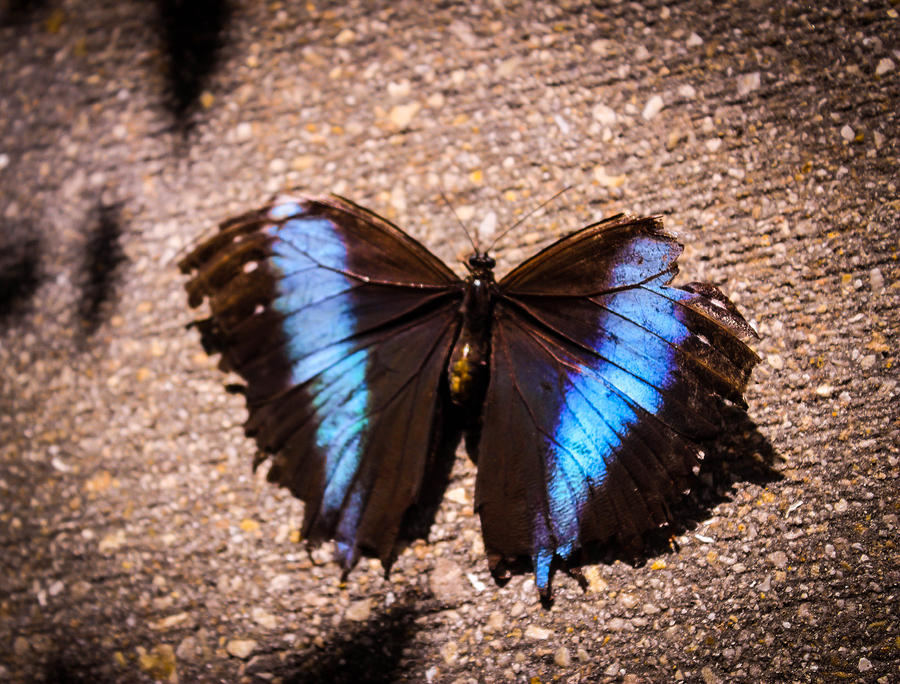 Morpho Butterfly Photograph by George Kenhan