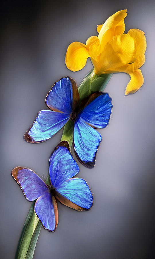 Morpho On Yellow Iris Photograph by Kirk Ellison