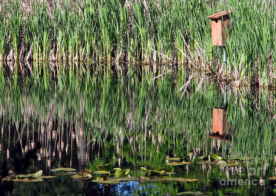 Nature Photograph - Morrison Pond Reflections by Chris Anderson