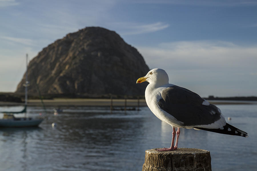 Morro Bay Seagull Photograph by Jim Moss