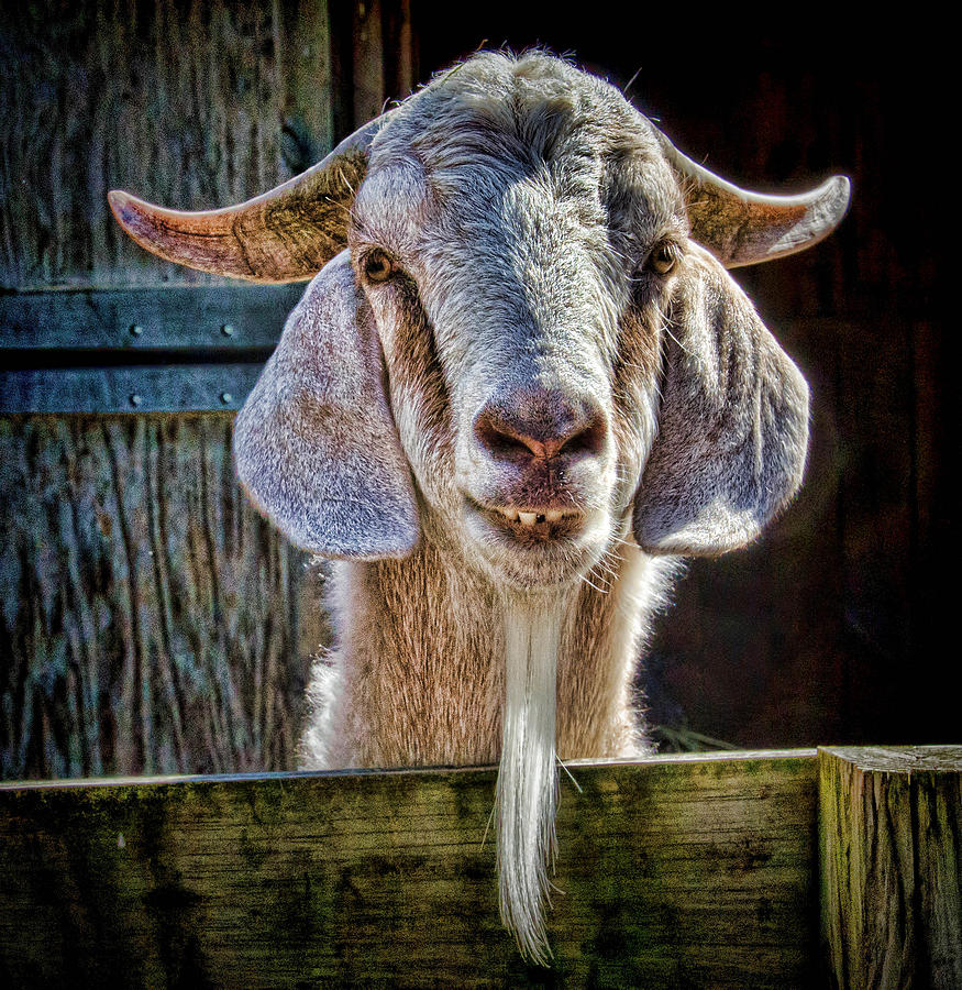 Mortimer the Goat Photograph by Beth Sawickie