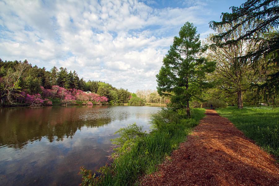 Morton Arboretum Spring Photograph by Lindley Johnson