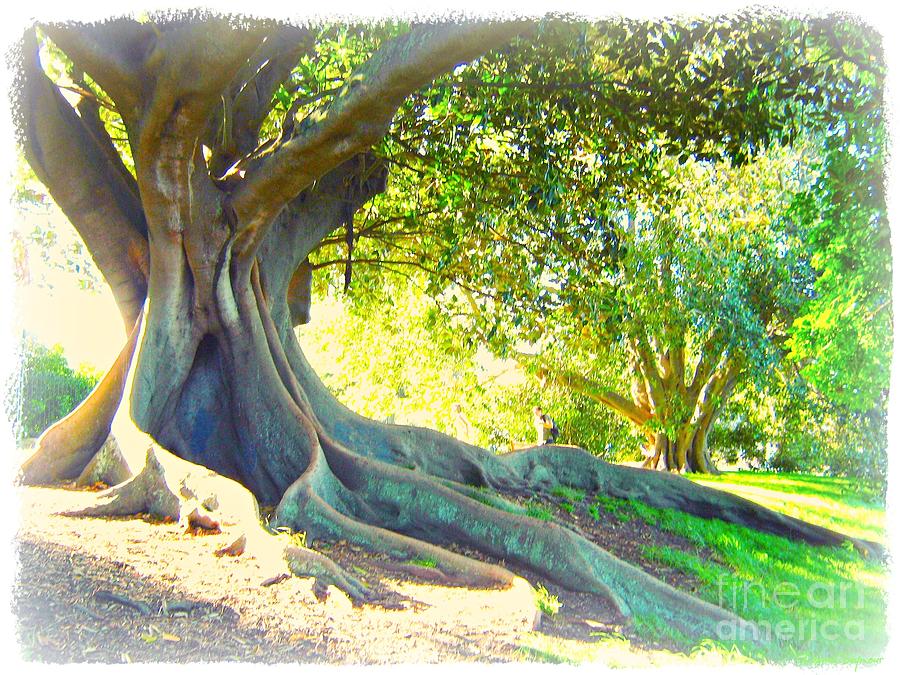 Morton Bay Fig Tree - With Border Photograph by Leanne Seymour