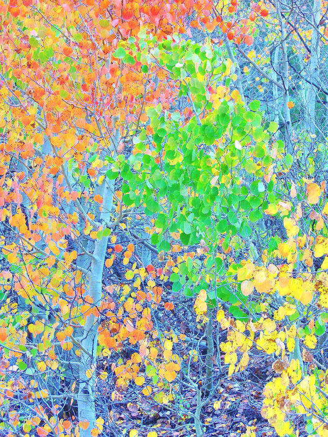 Mosaic Autumn Photograph by Marilyn Diaz