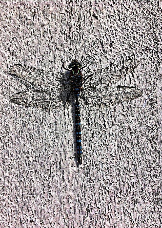 Mosaic Darner Dragonfly 2 Photograph by Barbara A Griffin - Pixels