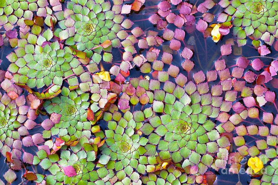 Mosaic Water Plant 2 Photograph by Cynthia Walker Fine Art America