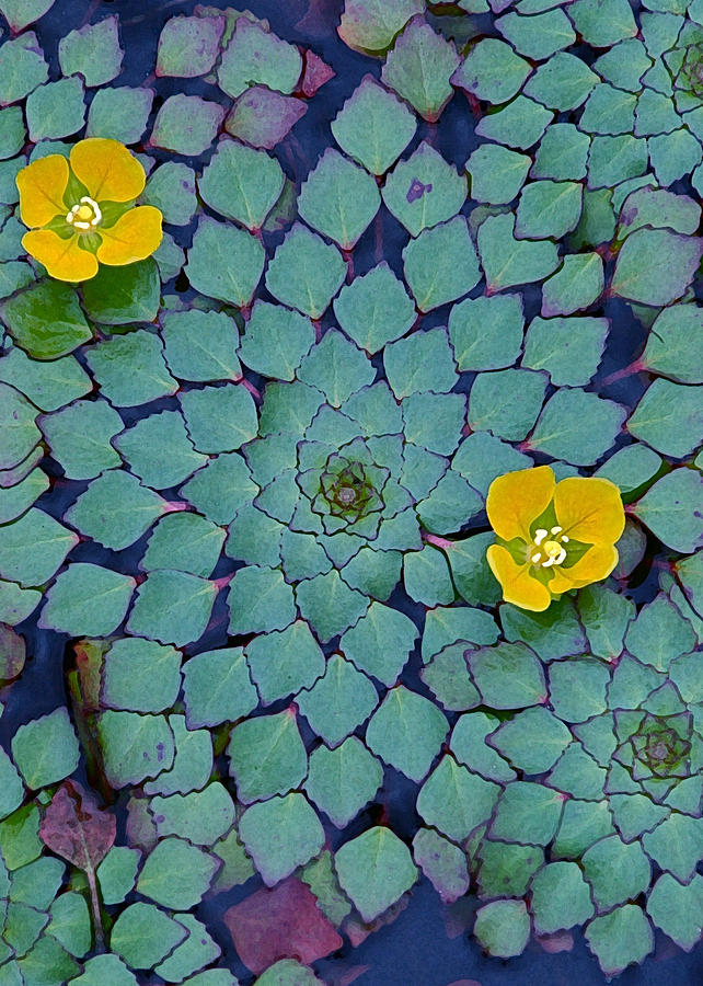 Mosaic Waterplant Photograph by Alan Olansky Fine Art America