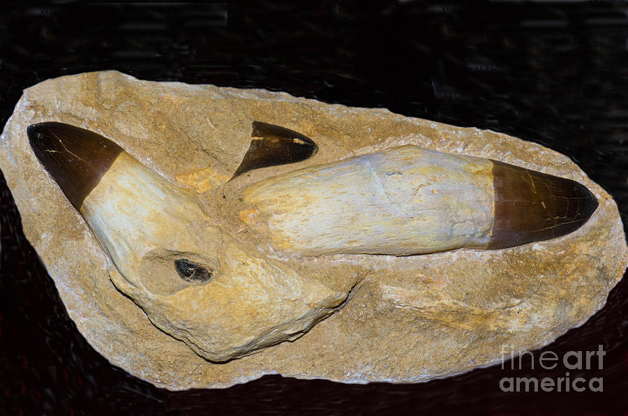 Nature Photograph - Mosasaur Teeth Fossil by Millard H. Sharp