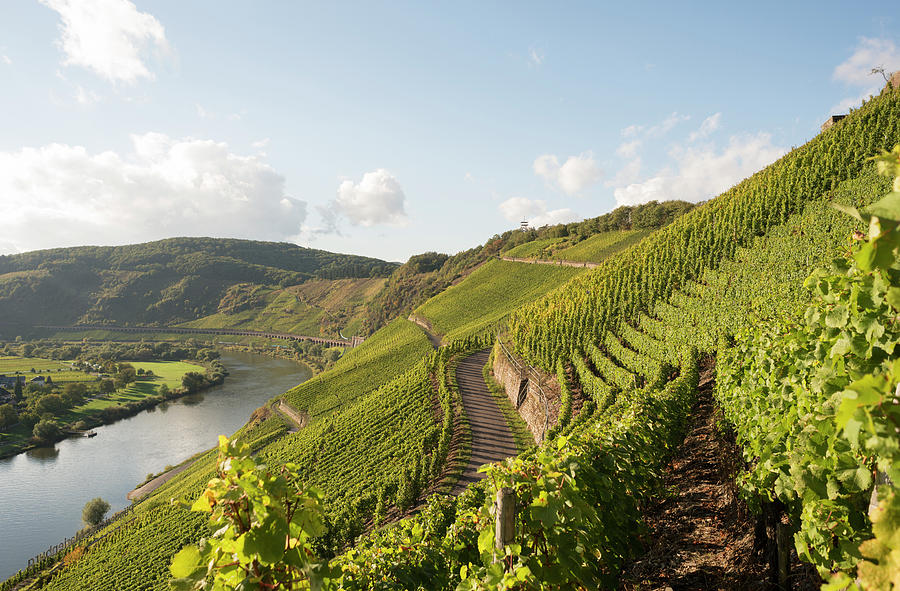 Nature Photograph - Mosel, Moselle Valley, Marienburg by Am-c