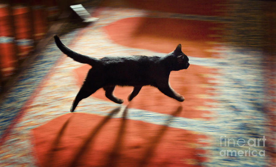 Turkey Photograph - Mosque Cat by Michel Verhoef