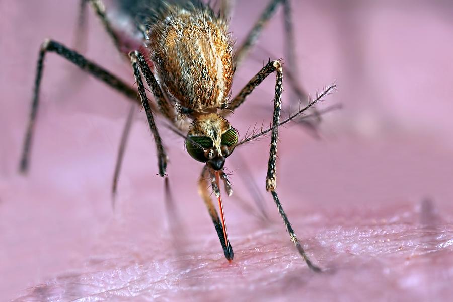 Animal Photograph - Mosquito Biting Hand by Frank Fox