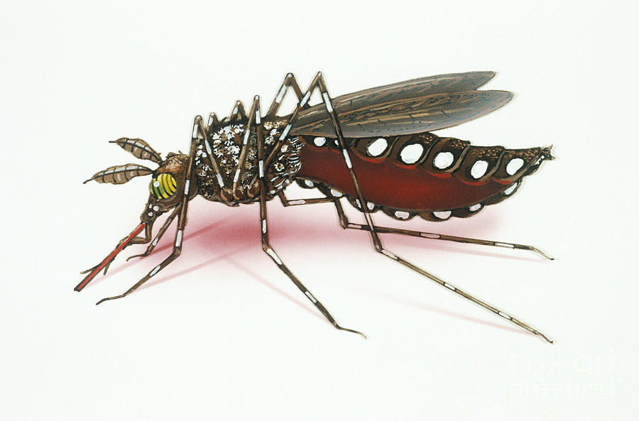 Mosquito Photograph by Chris Bjornberg