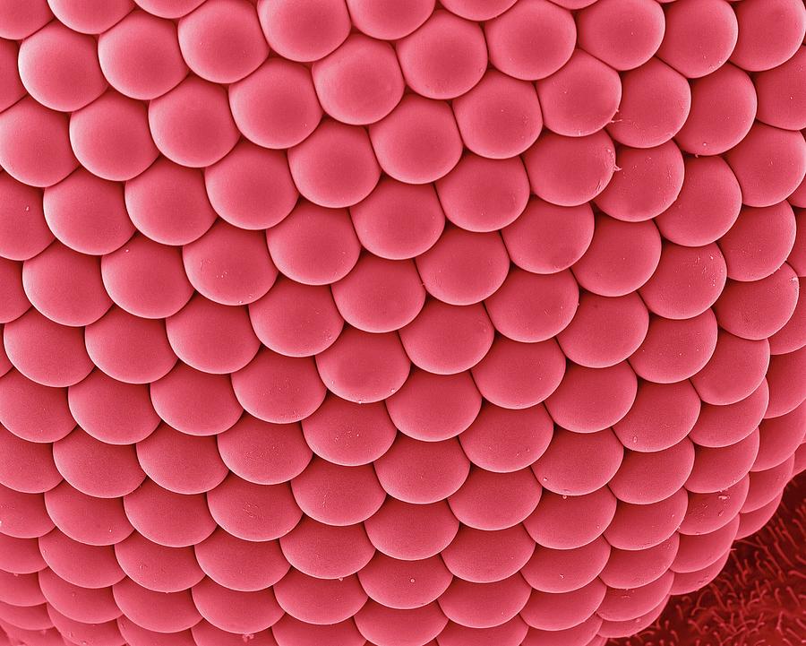 Mosquito Compound Eye Photograph by Dennis Kunkel Microscopy/science Photo Library