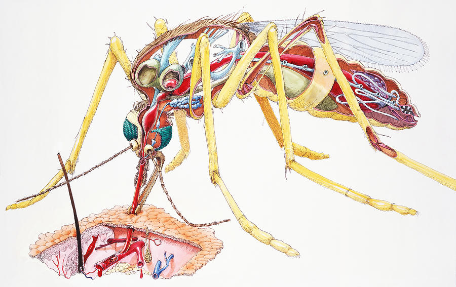 Mosquito (Culicidae), female, internal anatomy, and sucking blood from skin, cross-section Drawing by Dorling Kindersley
