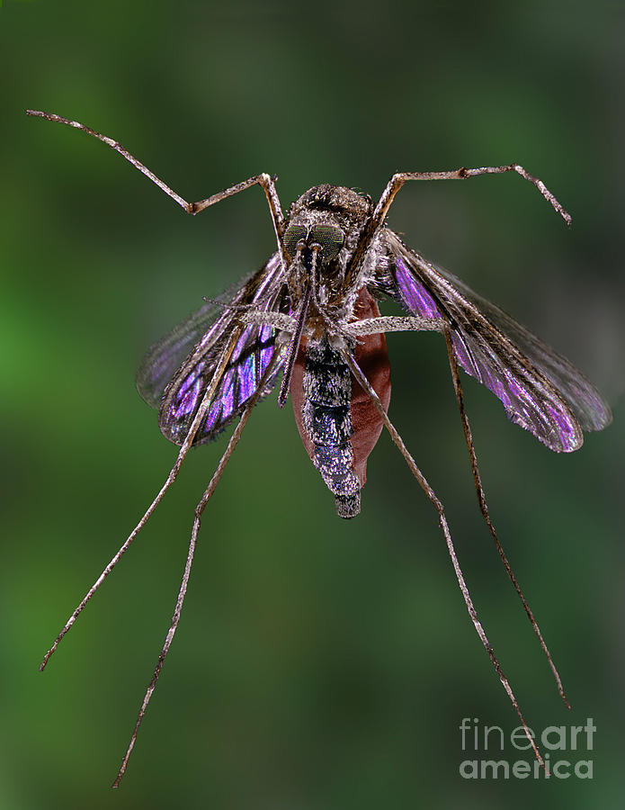 Mosquito Photograph by Darwin Dale