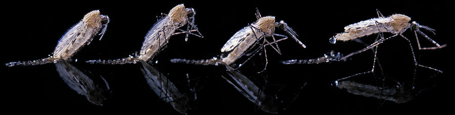 Mosquito Emerging From Water Photograph by Pascal Goetgheluck/science Photo Library