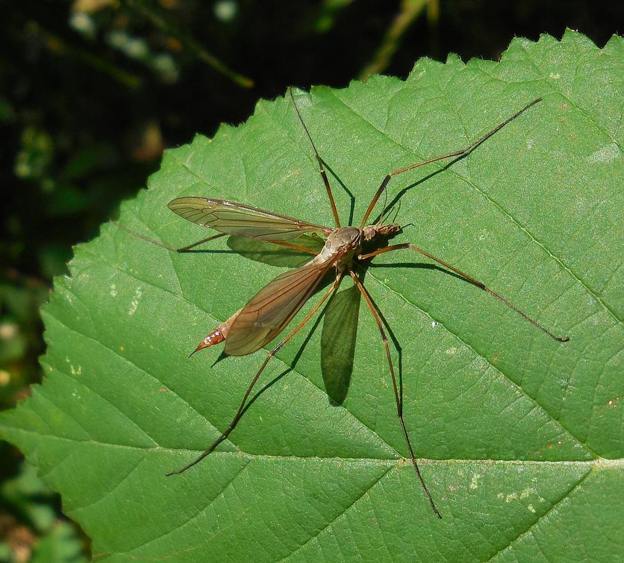 Crane Fly Giant Mosquito Lupon gov ph