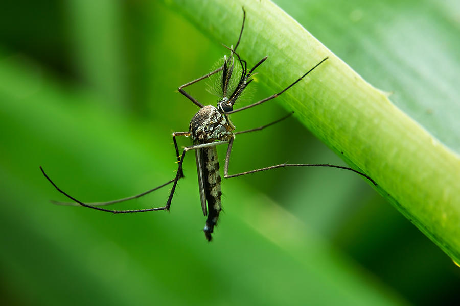 Mosquito Photograph by Jakkapan Prammanasik