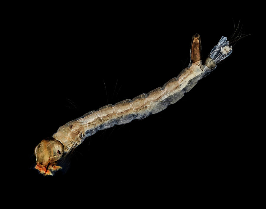 Nature Photograph - Mosquito Larva by Us Geological Survey