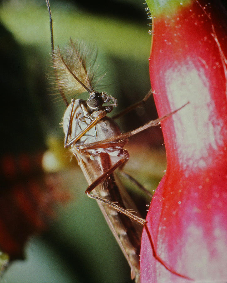 Mosquito on a Fuchsia Photograph by John Topman