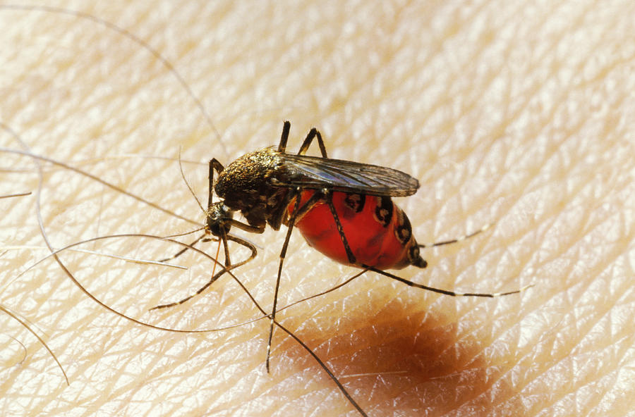 Mosquito on human skin  Photograph by Renaud Visage