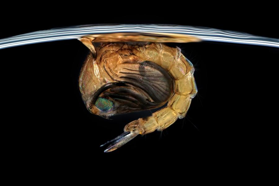 Mosquito Pupa Photograph by Frank Fox