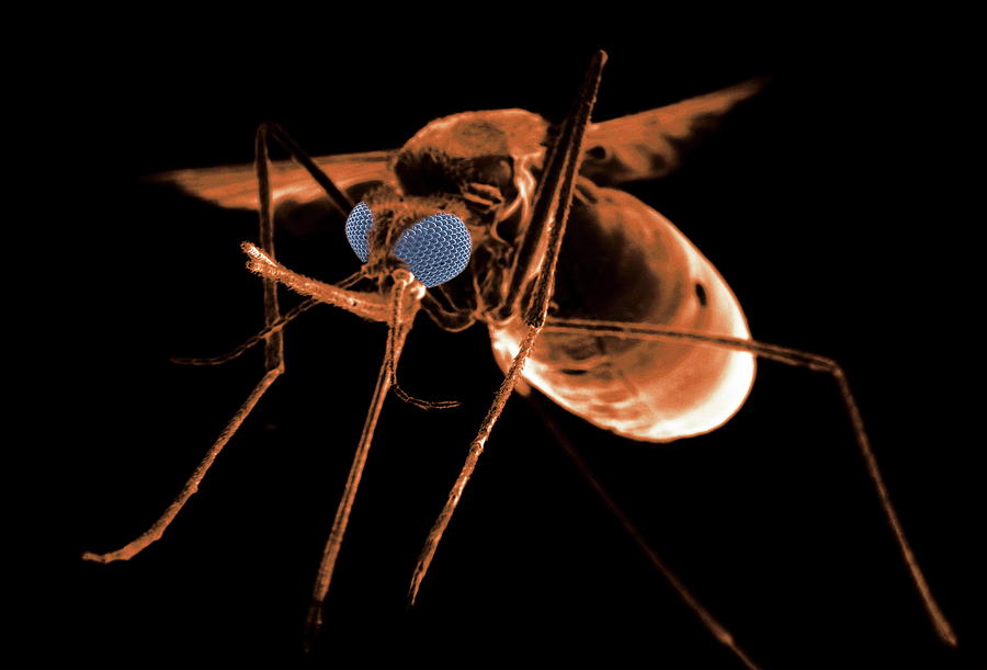 Wildlife Photograph - Mosquito by Thierry Berrod, Mona Lisa Production/ Science Photo Library