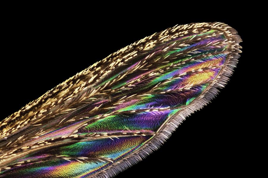 Mosquito Wing Photograph by Frank Fox/science Photo Library