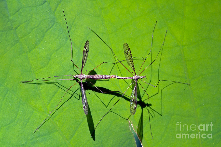 Mosquitoes mating Photograph by George Atsametakis