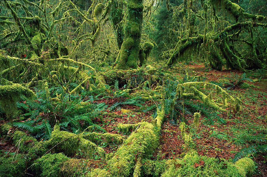 Moss And Ferns Hoh Rainforest Photograph by Jean-Paul Ferrero