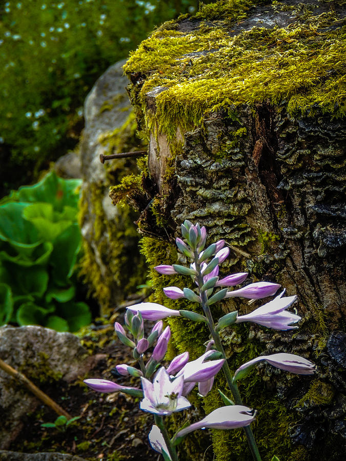 Moss and Flowers in Markree Castle Gardens Photograph by James Truett