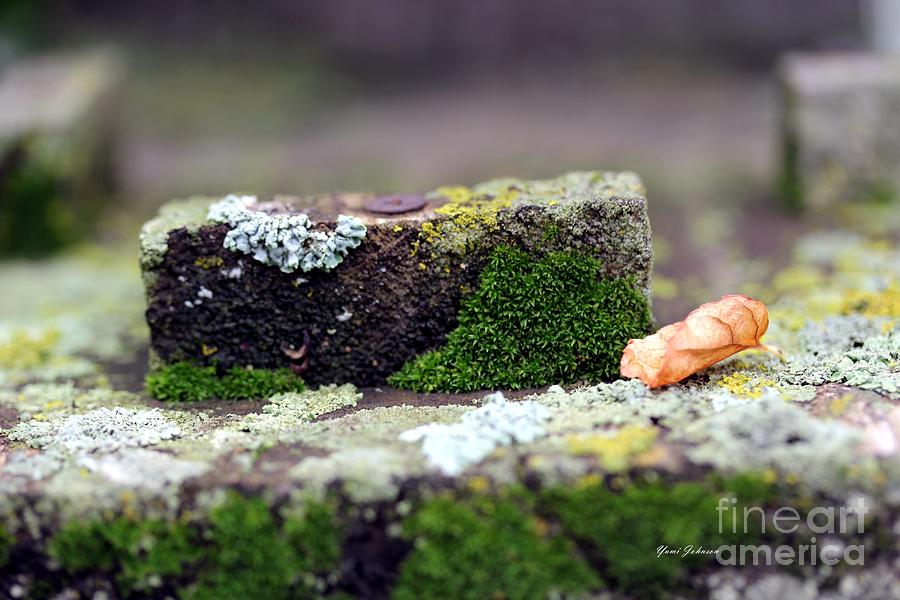 Moss and Fungus  Photograph by Yumi Johnson