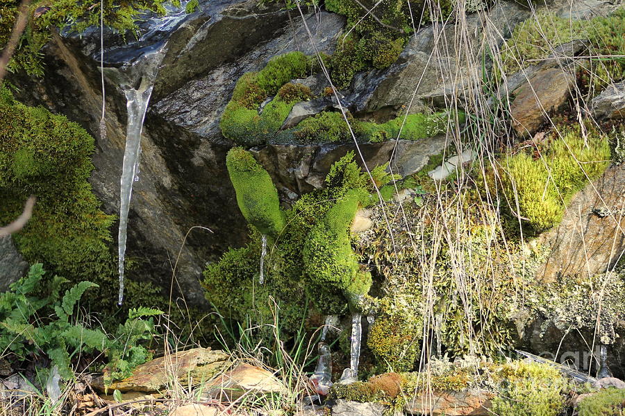 Moss and Icicle Photograph by Leone Lund