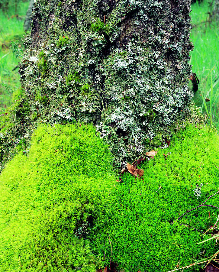 Moss And Lichen Growing On A Birch Tree Photograph by Science Photo Library Moss And Lichen Growing On A Birch Tree Photograph by Science Photo Library