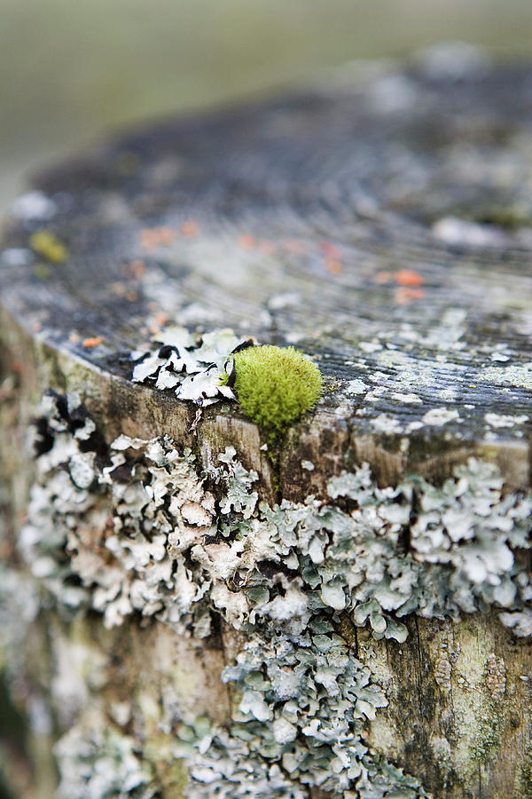 Moss And Lichen Photograph by Gustoimages/science Photo Library