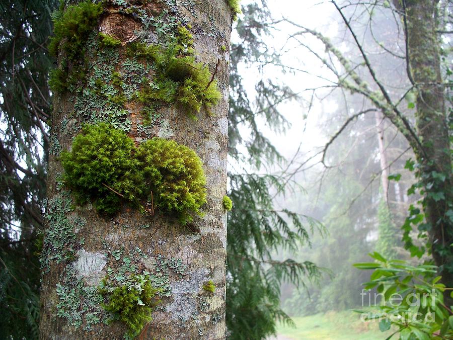 Moss and Lichen Photograph by Tatyana Searcy