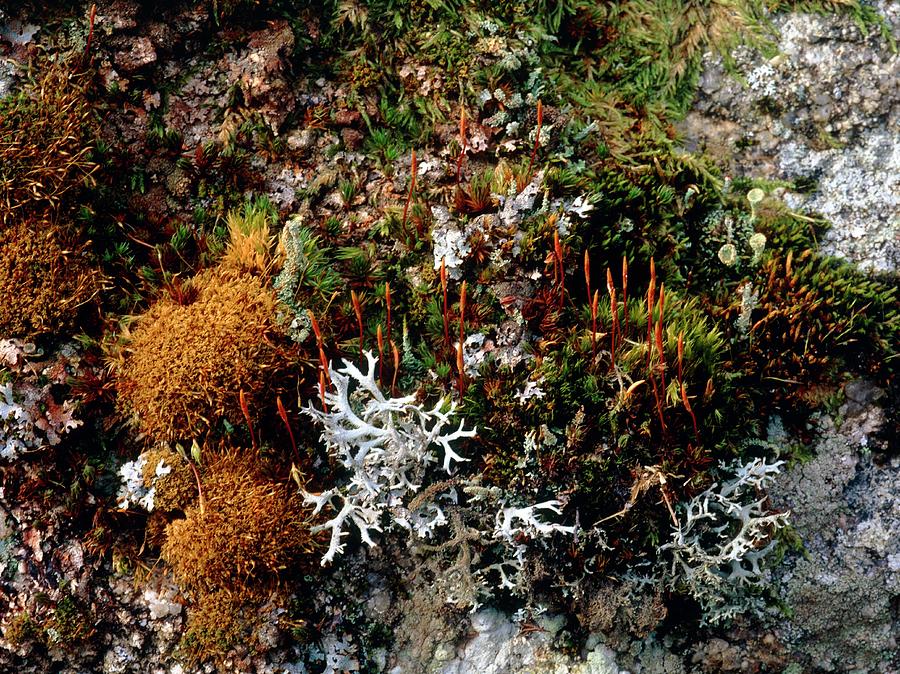 British Photograph - Moss And Lichens by Bob Gibbons/science Photo Library