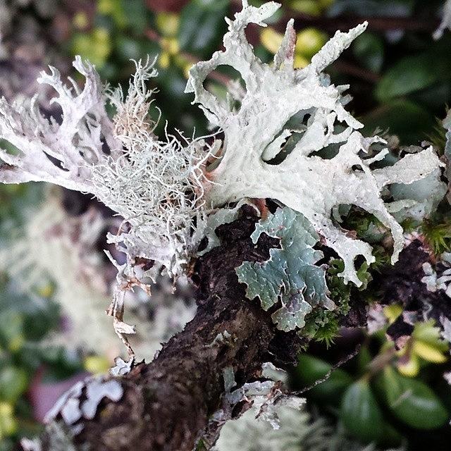 Moss And  Lichens Photograph by Rita Frederick