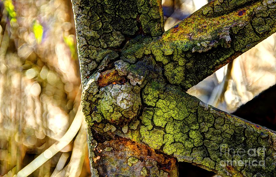 Moss And Rust Photograph by Paul Mashburn