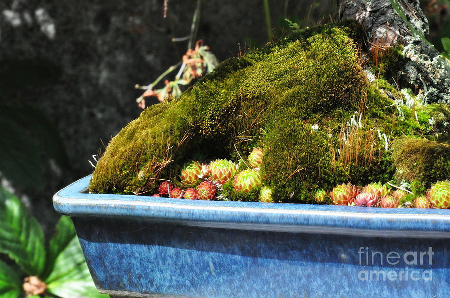Moss and Succulents in a Blue Pot Photograph by Tatyana Searcy