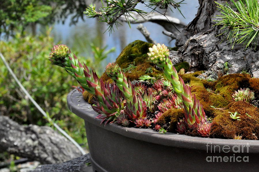 Flower Photograph - Moss and Succulents in a Brown Pot by Tatyana Searcy