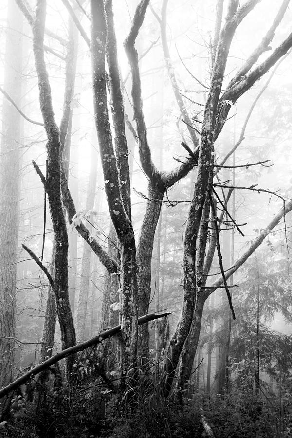 Black And White Photograph - Moss and Tree 2 by D Scott Clark