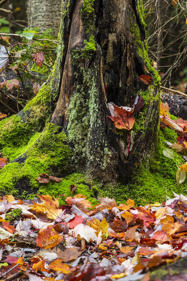 Moss and Tree in Autumn Photograph by John McGraw