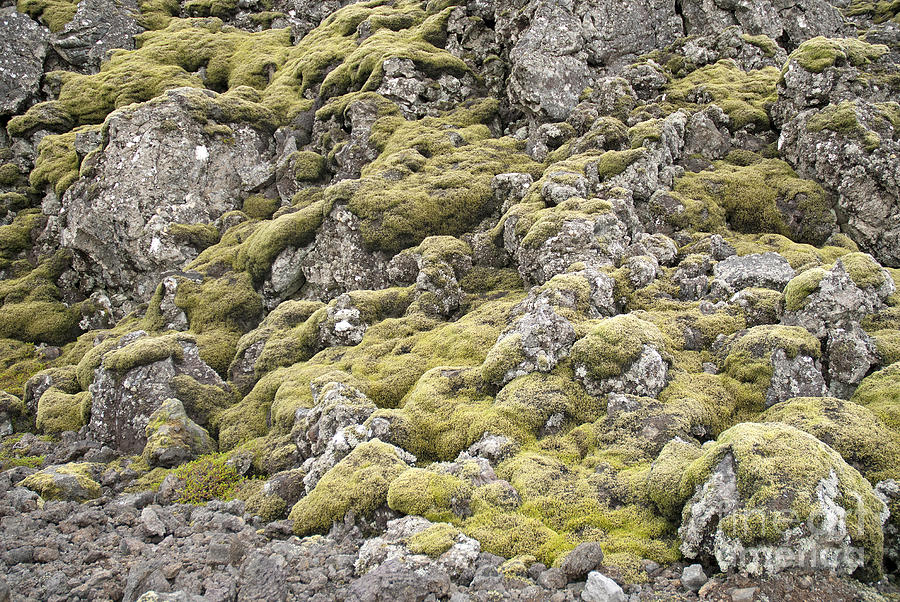 Moss And Volcanic Rock In Iceland Photograph by JM Travel Photography