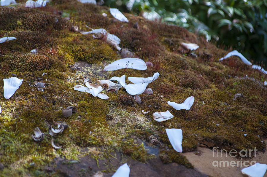 Spring Photograph - Moss and White Petals by M J