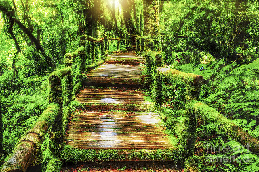 Moss Around The Wooden Walkway In Rain Forest Photograph ...