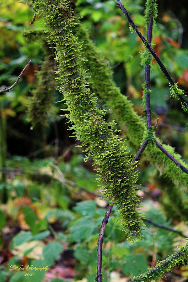 Tree Photograph - Moss Beauty by Jeanette C Landstrom