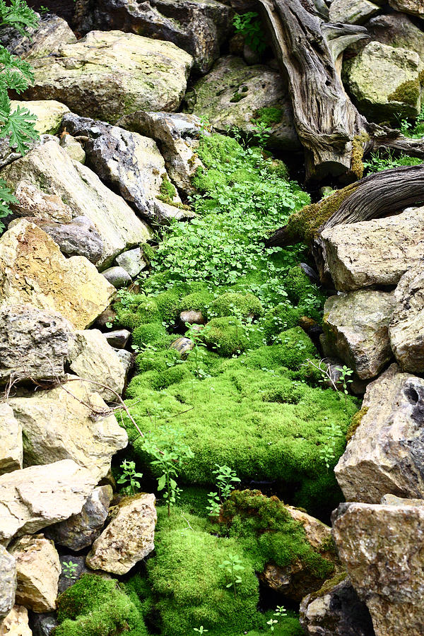 Moss bed Photograph by Robert Curtis Fine Art America